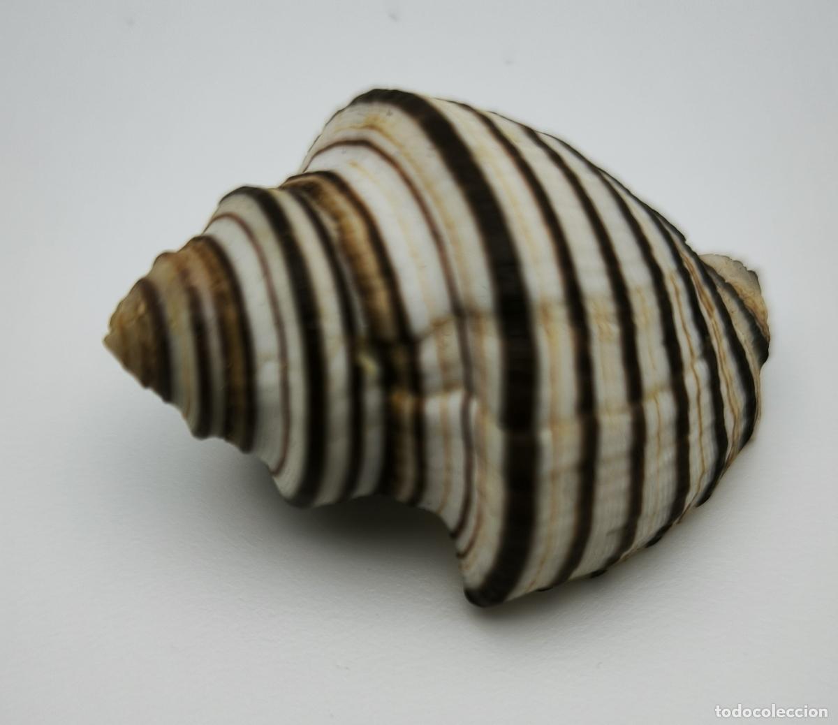 Coleccionismo de moluscos: OPEATOSTOMA PSEUDODON - 41 MM. - Foto 2