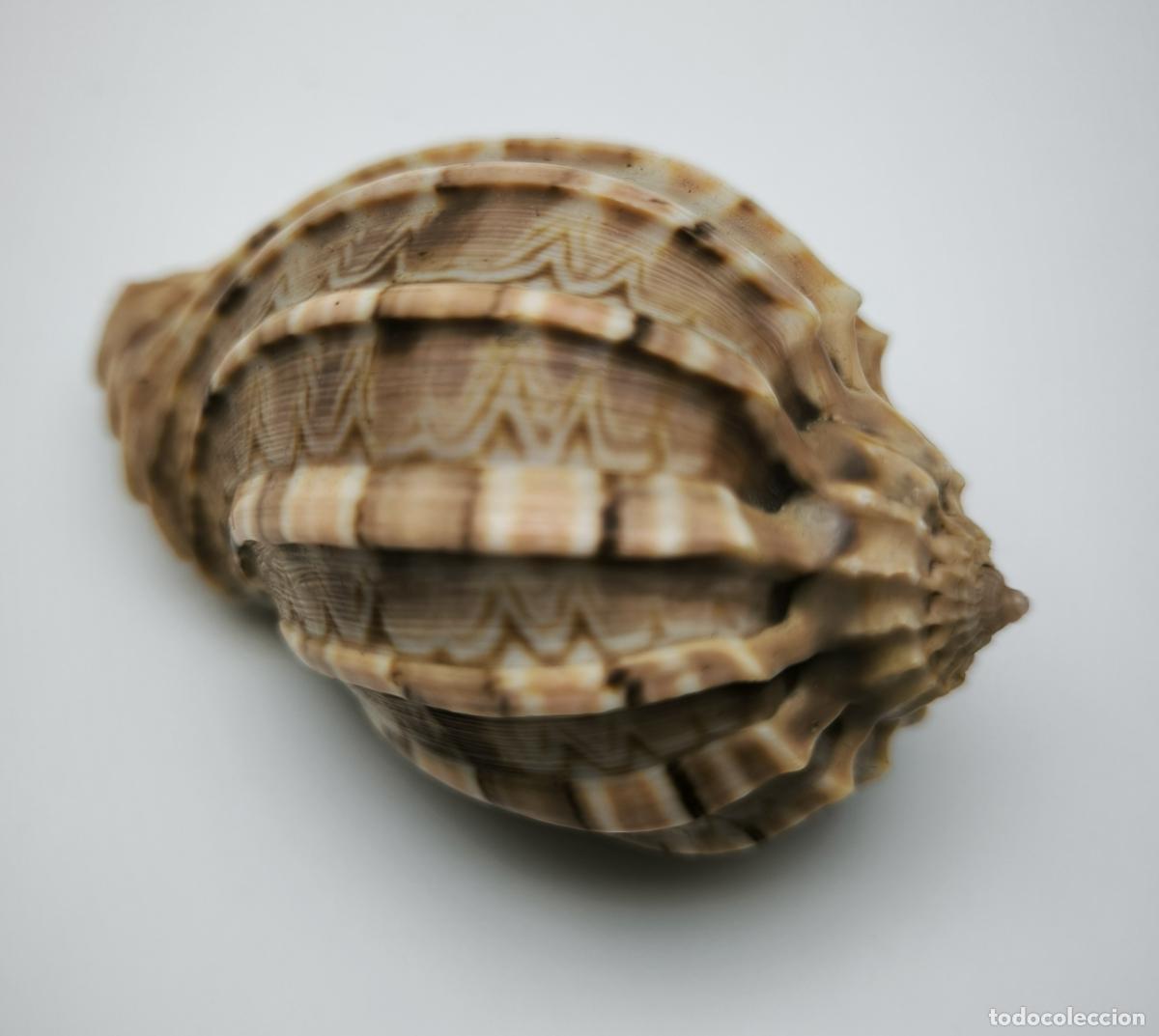 Coleccionismo de moluscos: HARPA DAVIDIS - 72 MM. - Foto 2