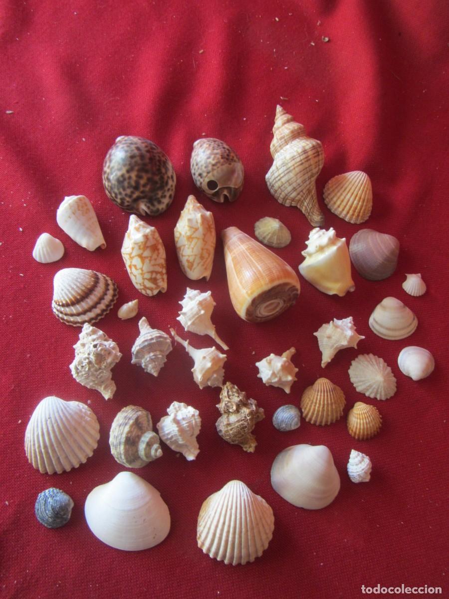Coleccionismo de moluscos: LOTE DE CARACOLAS-CONCHAS MARINAS.