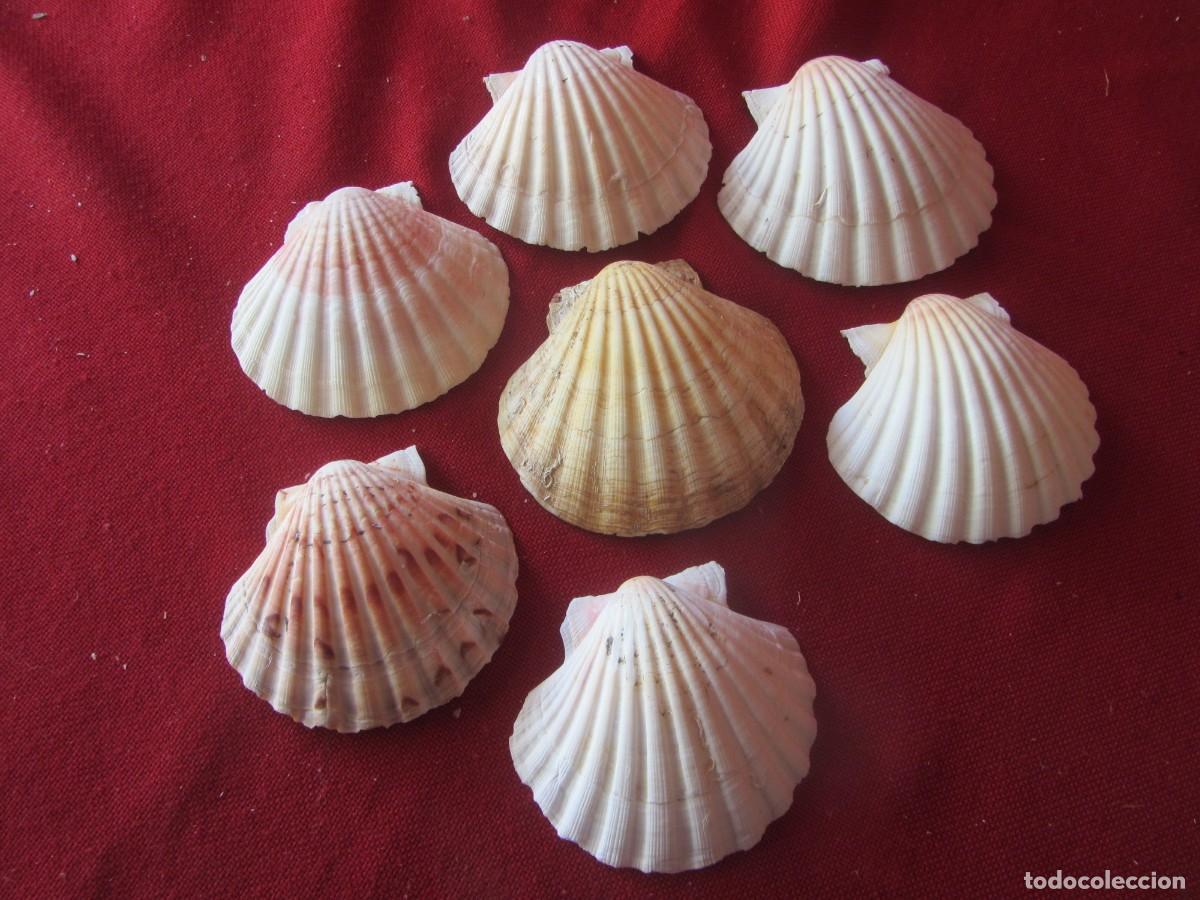 Coleccionismo de moluscos: LOTE DE CARACOLAS-CONCHAS MARINAS. - Foto 2