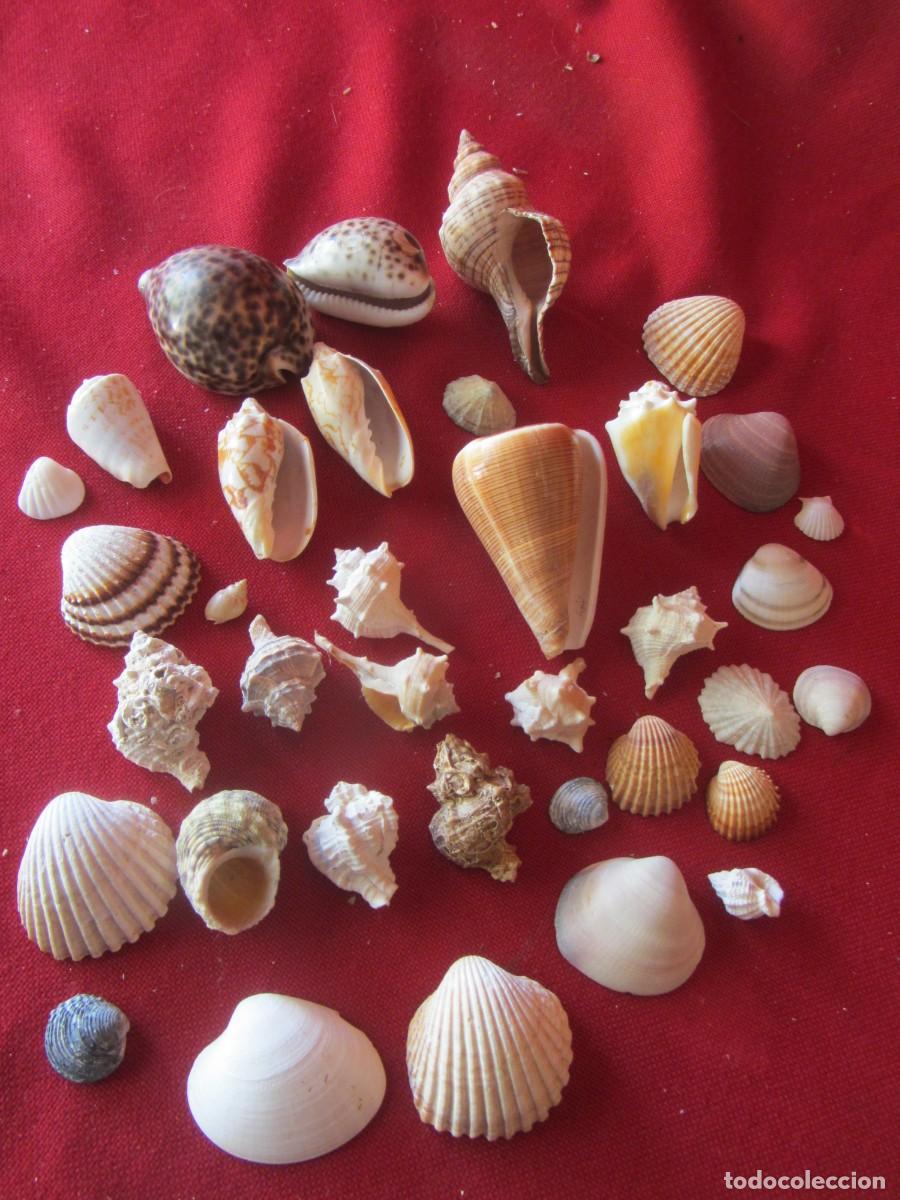 Coleccionismo de moluscos: LOTE DE CARACOLAS-CONCHAS MARINAS. - Foto 3