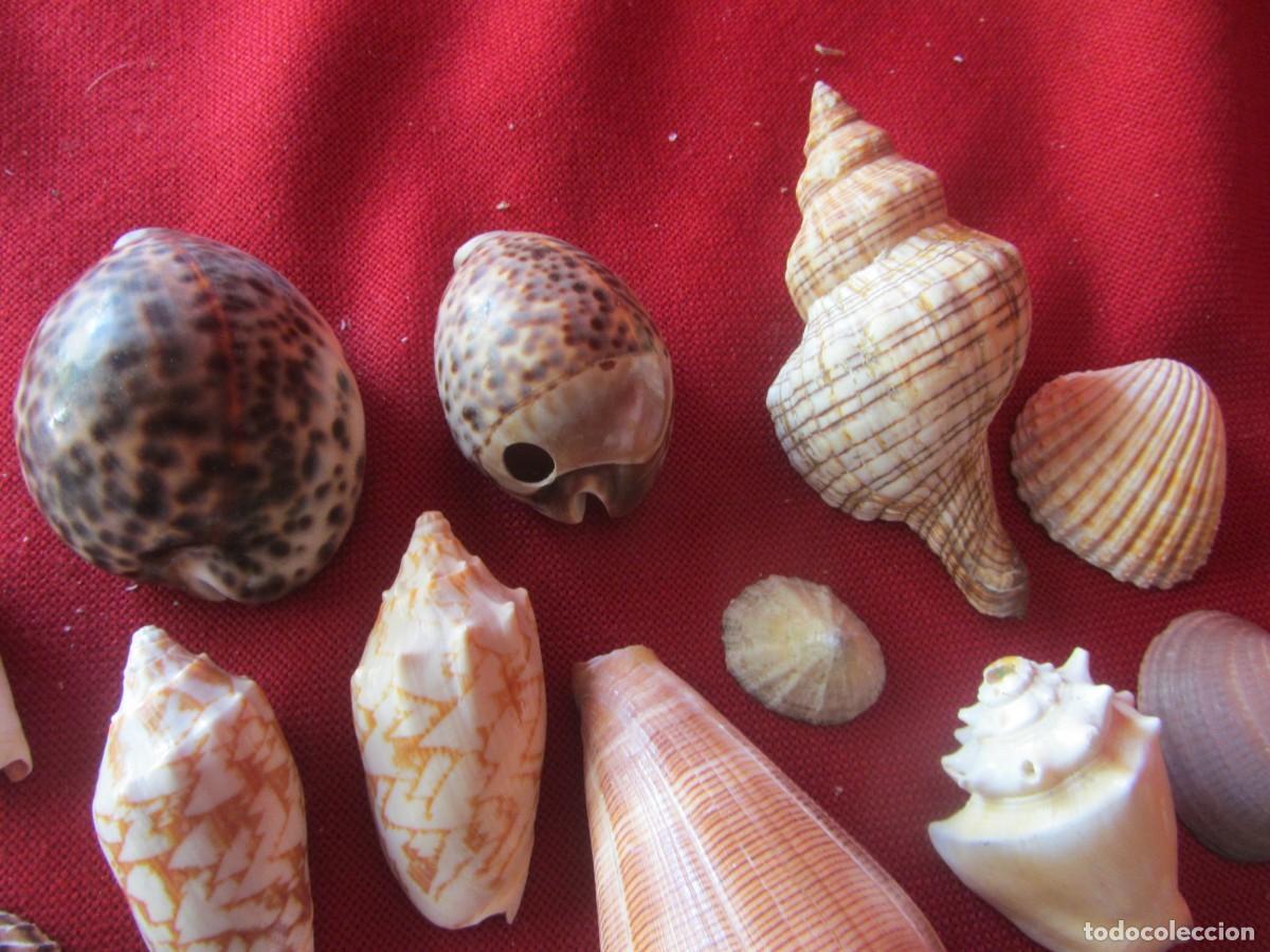 Coleccionismo de moluscos: LOTE DE CARACOLAS-CONCHAS MARINAS. - Foto 4