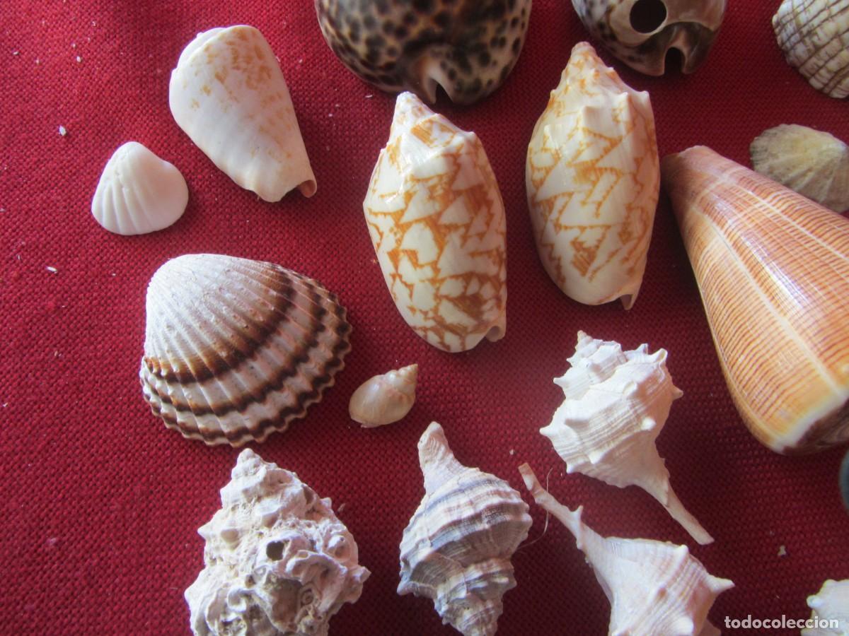 Coleccionismo de moluscos: LOTE DE CARACOLAS-CONCHAS MARINAS. - Foto 5
