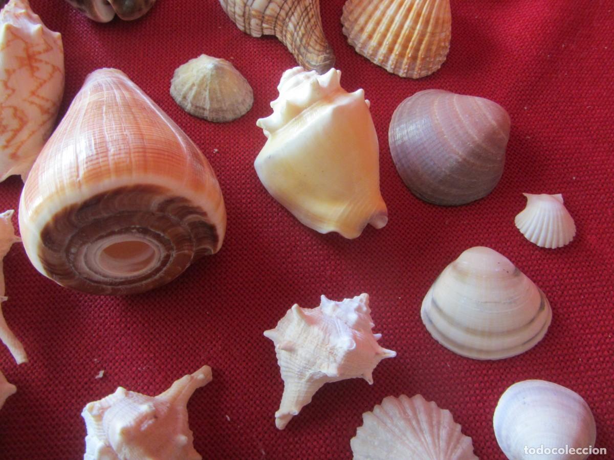 Coleccionismo de moluscos: LOTE DE CARACOLAS-CONCHAS MARINAS. - Foto 6