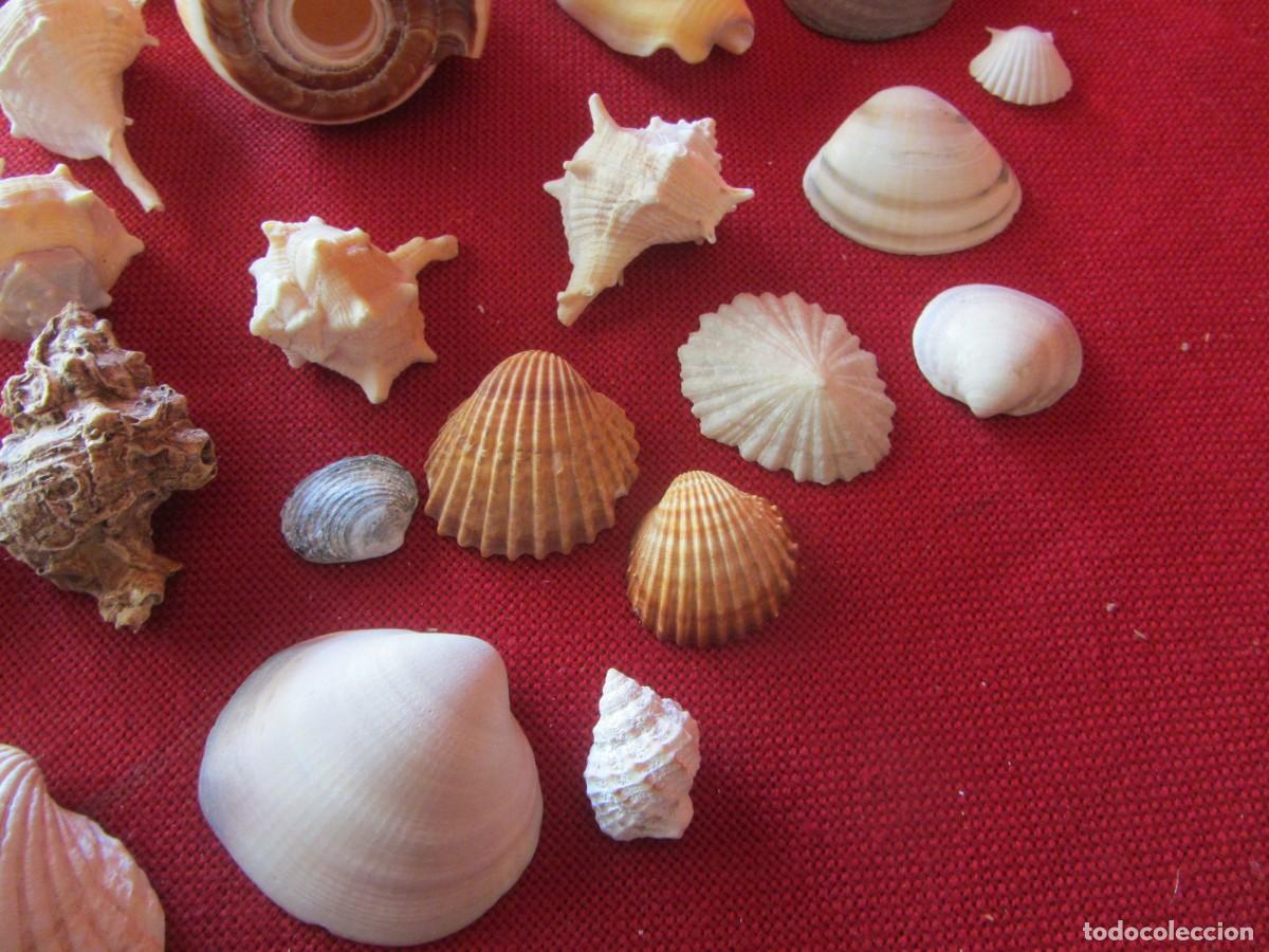 Coleccionismo de moluscos: LOTE DE CARACOLAS-CONCHAS MARINAS. - Foto 7
