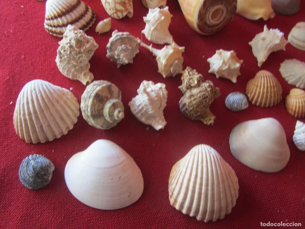 Coleccionismo de moluscos: LOTE DE CARACOLAS-CONCHAS MARINAS. - Foto 8