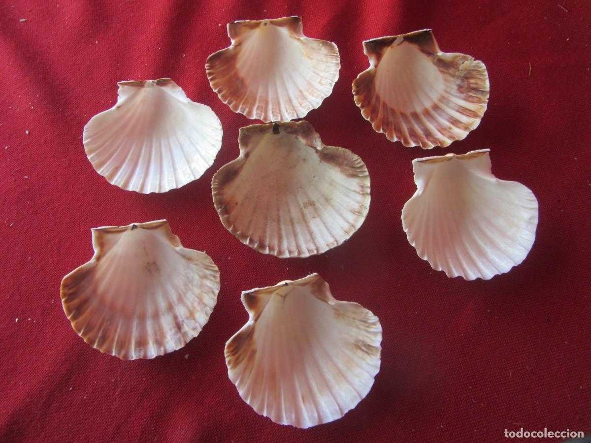 Coleccionismo de moluscos: LOTE DE CARACOLAS-CONCHAS MARINAS. - Foto 9