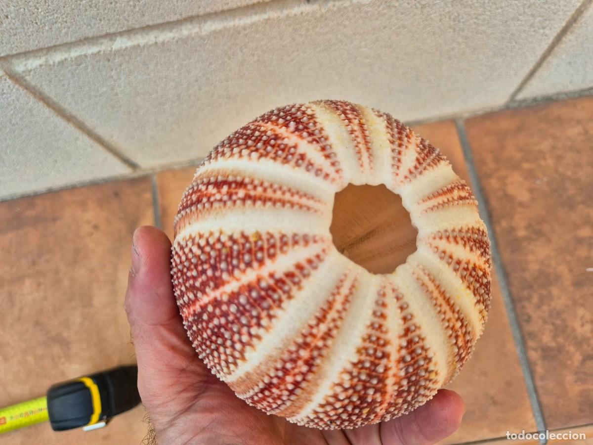 Coleccionismo de moluscos: ERIZO DE MAR. Echinus esculentus - Foto 4