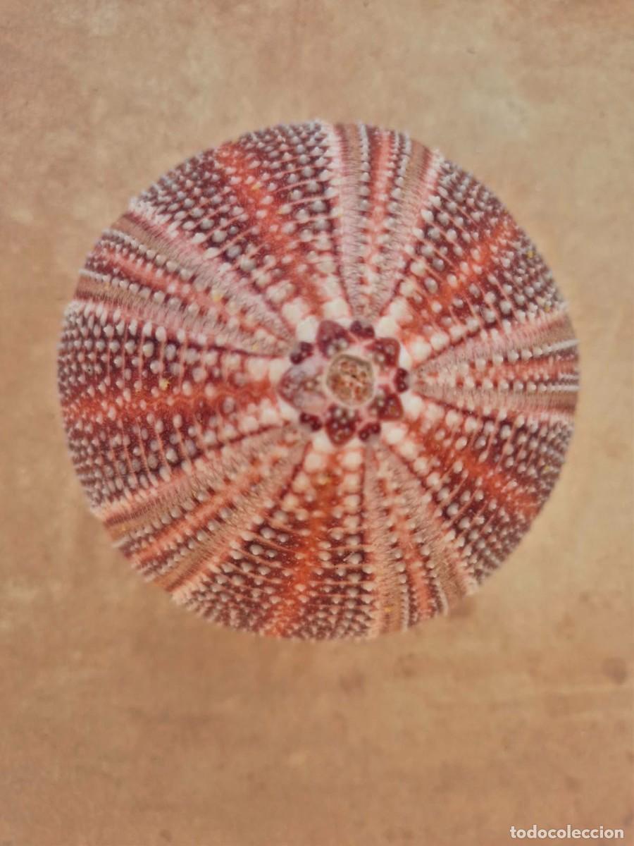 Coleccionismo de moluscos: ERIZO DE MAR. Echinus esculentus - Foto 6