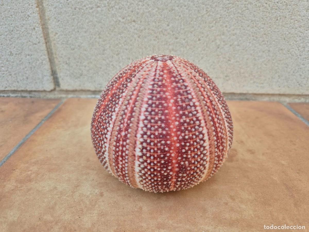 Coleccionismo de moluscos: ERIZO DE MAR. Echinus esculentus - Foto 7