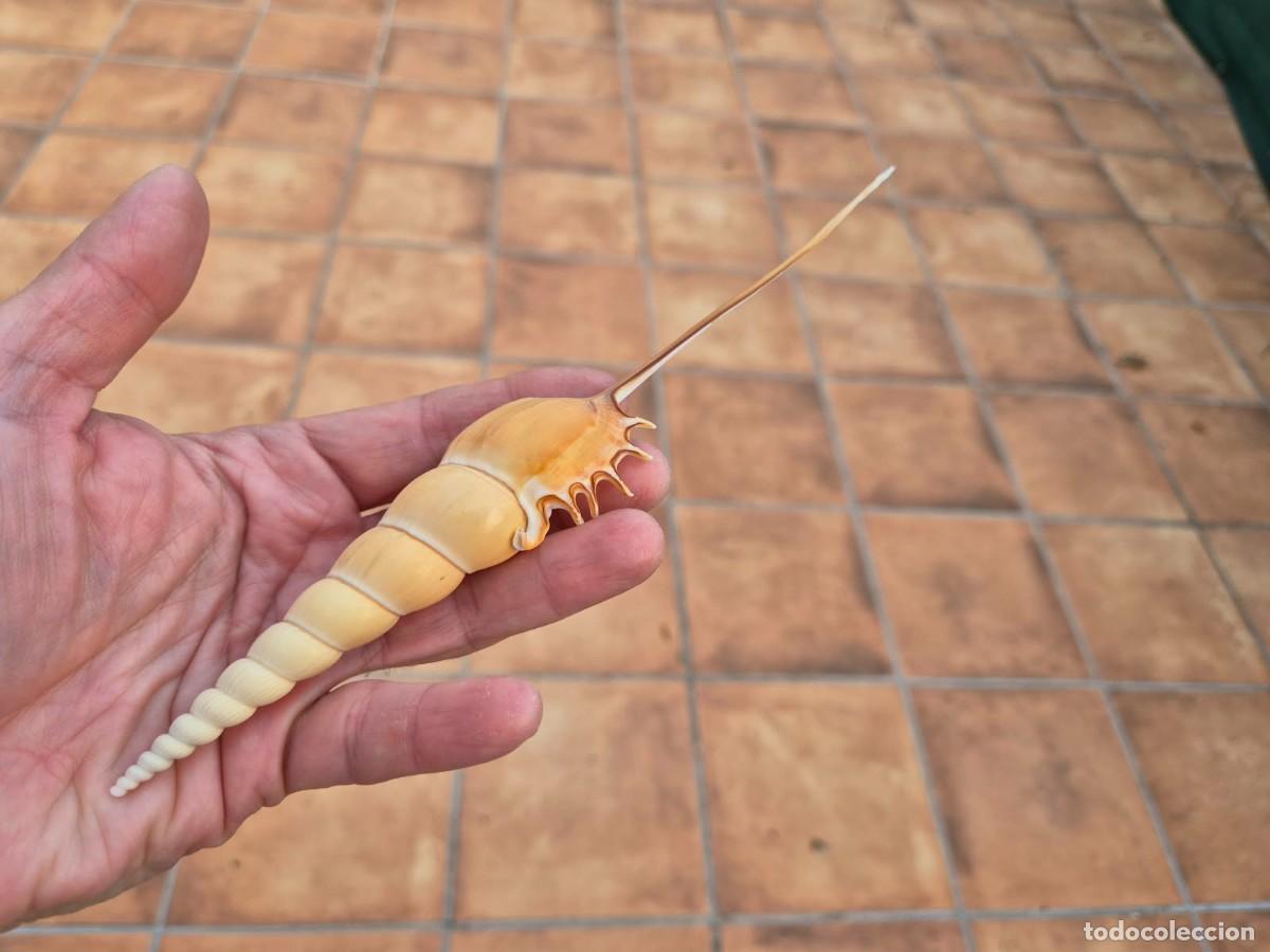 Coleccionismo de moluscos: tibia de espinilla o caracola huso