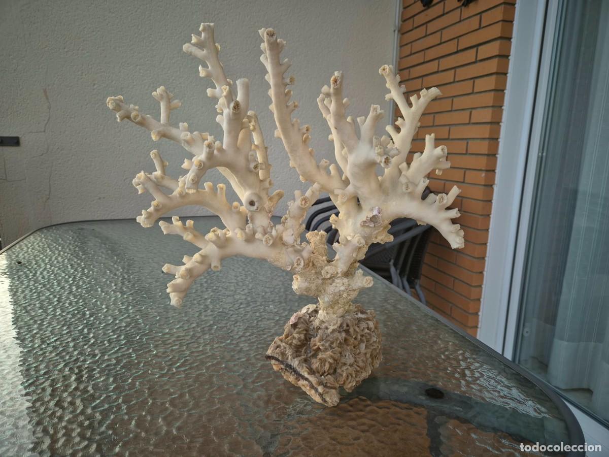 Coleccionismo de moluscos: Coral tipo arbol XXL