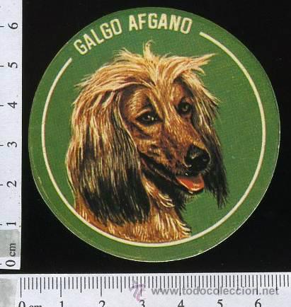 Collection stickers: ADHESIVO O PEGATINA GALGO AFGANO, SIN PEGAR