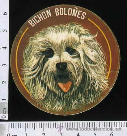 Collection stickers: ADHESIVO O PEGATINA BICHON BOLONES  PERROS, SIN PEGAR