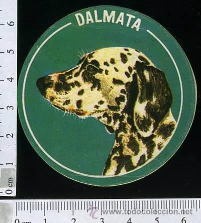 Collection stickers: ADHESIVO O PEGATINA DALMATA  .- PERROS, SIN PEGAR