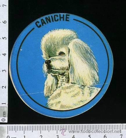 Collection stickers: ADHESIVO O PEGATINA CANICHE  .- PERROS, SIN PEGAR