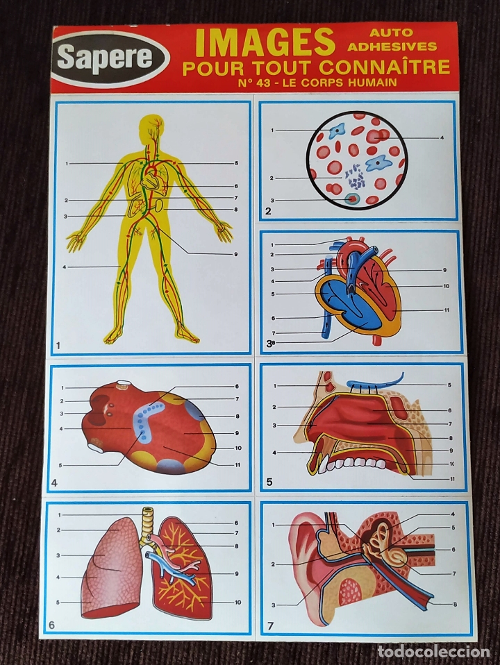 Pegatinas de colecci&oacute;n: Rara L&aacute;mina de Pegatinas SAPERE - EL CUERPO HUMANO - A estrenar.