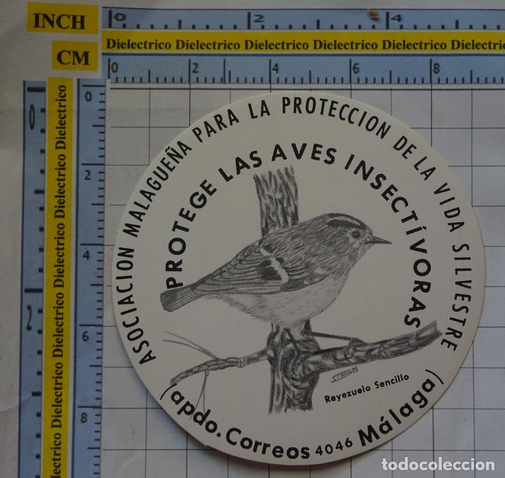 Pegatinas de colecci&oacute;n: PEGATINA REIVINDICATIVA ECOLOG&Iacute;A NATURALEZA. AVE INSECT&Iacute;VORA P&Aacute;JARO REYEZUELO SENCILLO M&Aacute;LAGA. 45