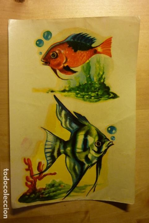 Adesivi di collezione: Dibujo peces Calcamon&iacute;a Nubiola Serie N&ordm; 340