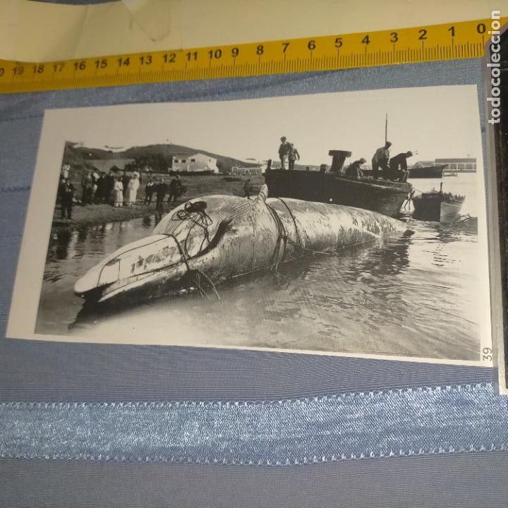 Pegatinas de colecci&oacute;n: PEGATINA CROMO ADHESIVO - TROQUELADA - monstruo marino ballena de punta prima menorca 30 toneladas