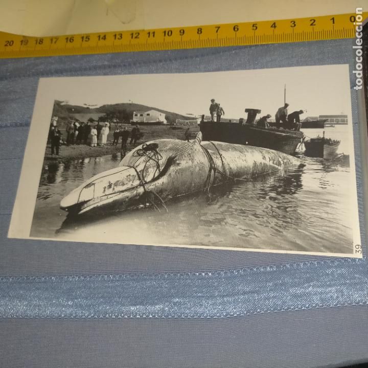 Pegatinas de colecci&oacute;n: PEGATINA CROMO ADHESIVO - TROQUELADA - monstruo marino ballena de punta prima menorca 30 toneladas