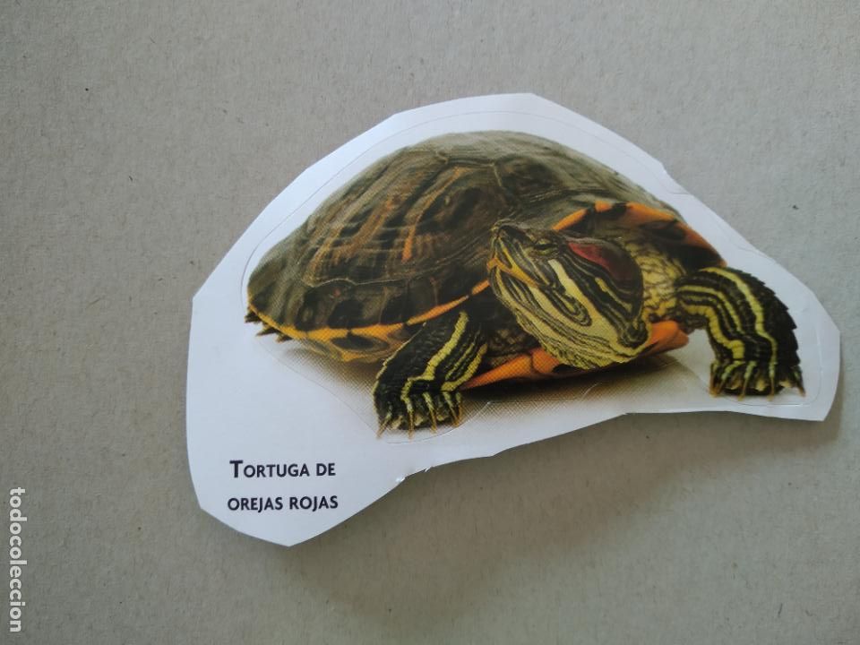 Pegatinas de colecci&oacute;n: PEGATINA TORTUGA DE OREJAS ROJAS MIDE APROXIMADAMENTE MIDE 10,3CM X 7,1CM
