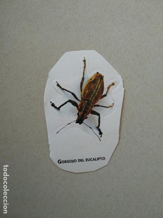 Autocolantes de cole&ccedil;&atilde;o: PEGATINA GORGOJO DEL EUCALIPTO MIDE APROXIMADAMENTE MIDE 8,6CM X 5,8CM