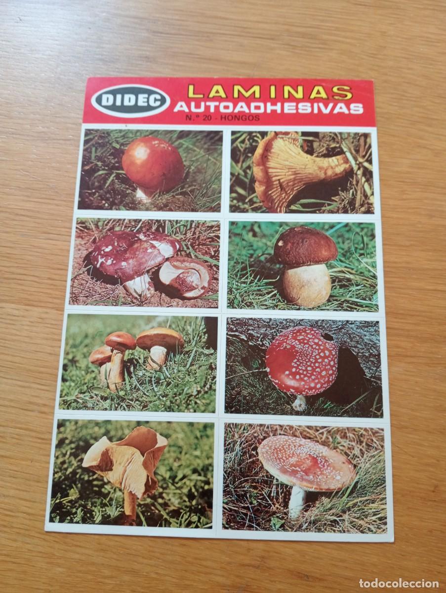 Autocolantes de cole&ccedil;&atilde;o: L&Aacute;MINAS AUTOADHESIVAS DIDEC N.&ordm; 20. HONGOS. DIFUSORA DE CULTURA S.A.