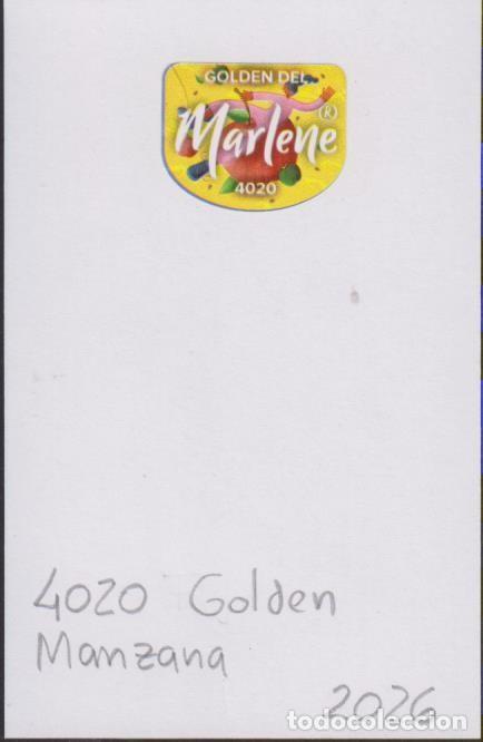 Pegatinas de colecci&oacute;n: pegatina fruta MANZANA MARLENE GOLDEN 4020 adhesivo adhesiu enganxina fruit etiqueta SOY.YO