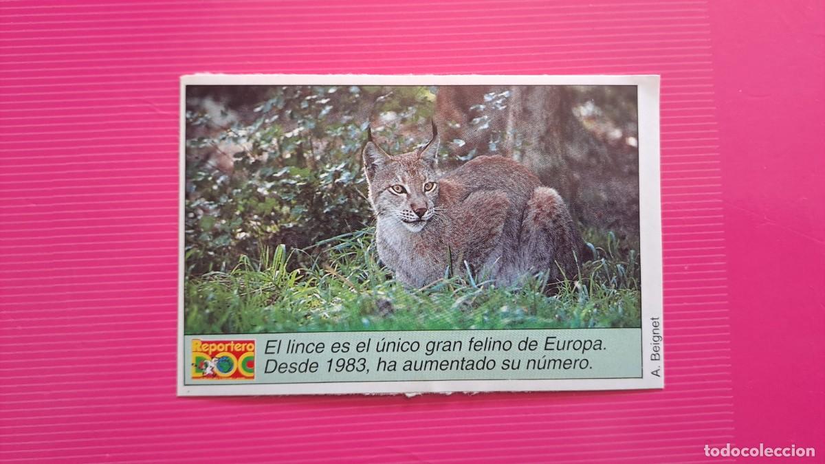 Pegatinas de colecci&oacute;n: ANTIGUA PEGATINA LINCE (10 cm) REVISTA REPORTERO DOO