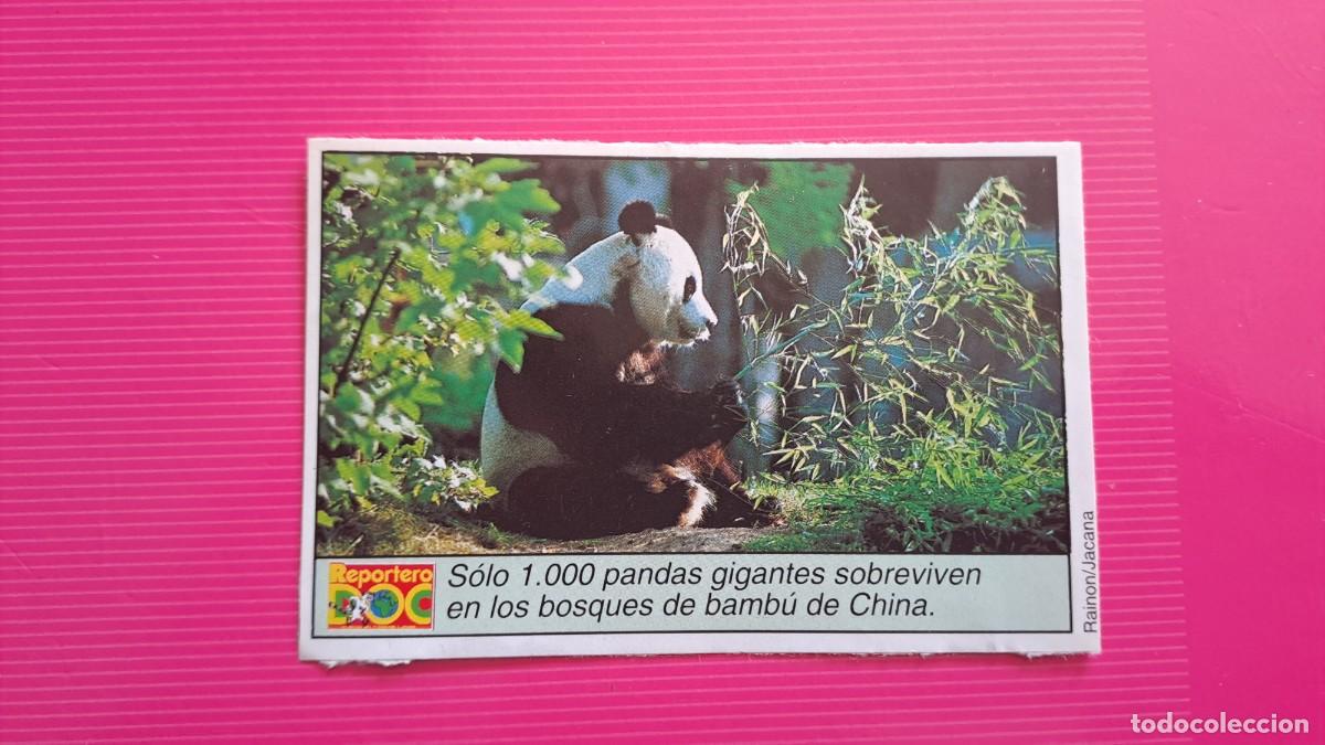 Pegatinas de colecci&oacute;n: ANTIGUA PEGATINA OSO PANDA (10 cm) REVISTA REPORTERO DOO