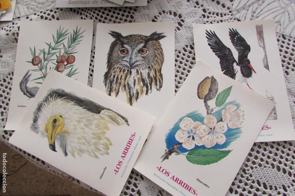 Pegatinas de colecci&oacute;n: LOTE 5 PEGATINAS LOS ARRIBES..ASOCIACION NATURALISTA ELANIO AZUL