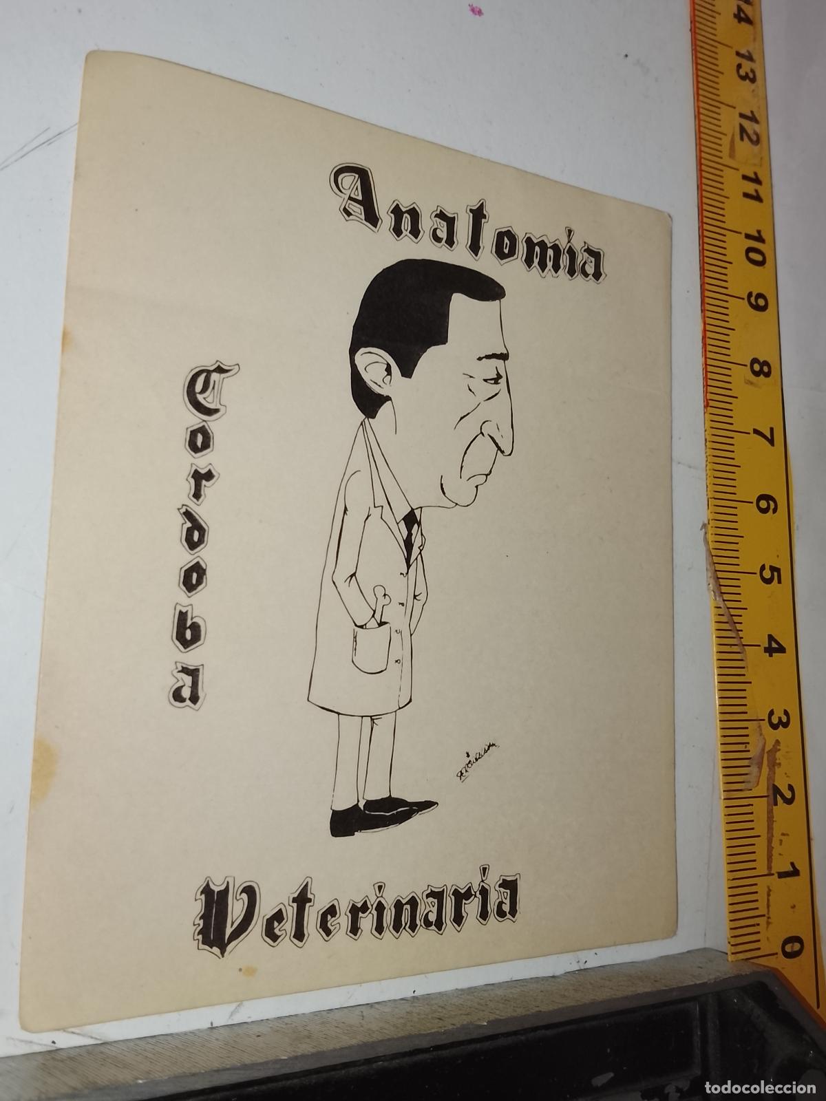 Pegatinas de colecci&oacute;n: PEGATINA AHDESIVA ANTIGUA - UNIVERSIDAD CORDOBA ANATOMIA VETERINARIA