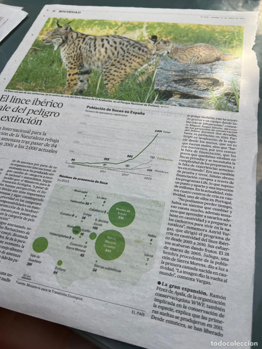 Colecionismo do Jornal El Pa&iacute;s: LINCE IB&Eacute;RICO. FAUNA. ANIMALES EN PELIGRO DE EXTINCI&Oacute;N. Art&iacute;culo El Pa&iacute;s +Suplemento XL
