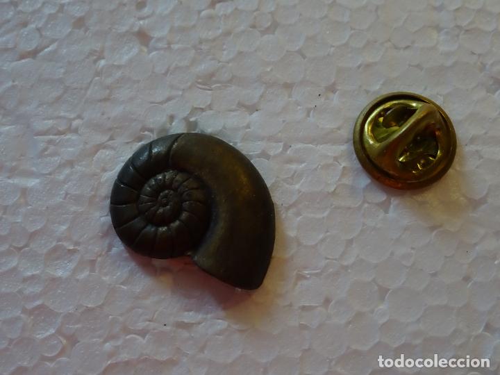 Pins de colecci&oacute;n: PIN F&Oacute;SIL. AMMONITES. AMONITES - Foto 1