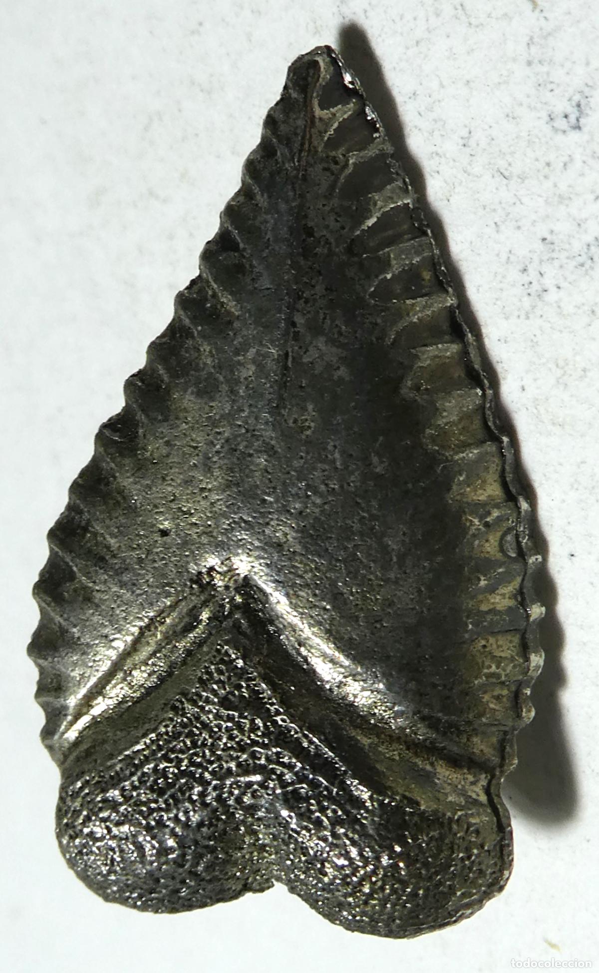 Pins de colecci&oacute;n: Pin Diente de Tibur&oacute;n , de Pincho - Foto 1