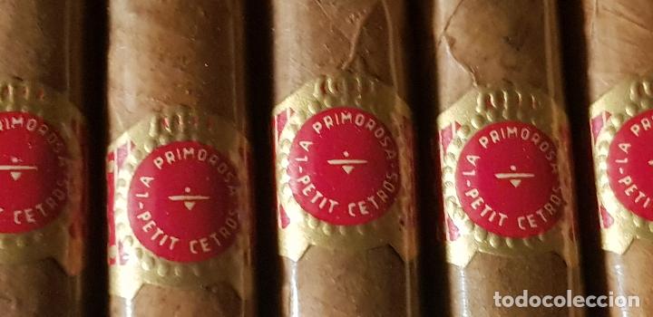 Cajas de puros: LA PRIMOROSA PETIT CEDROS - Foto 7