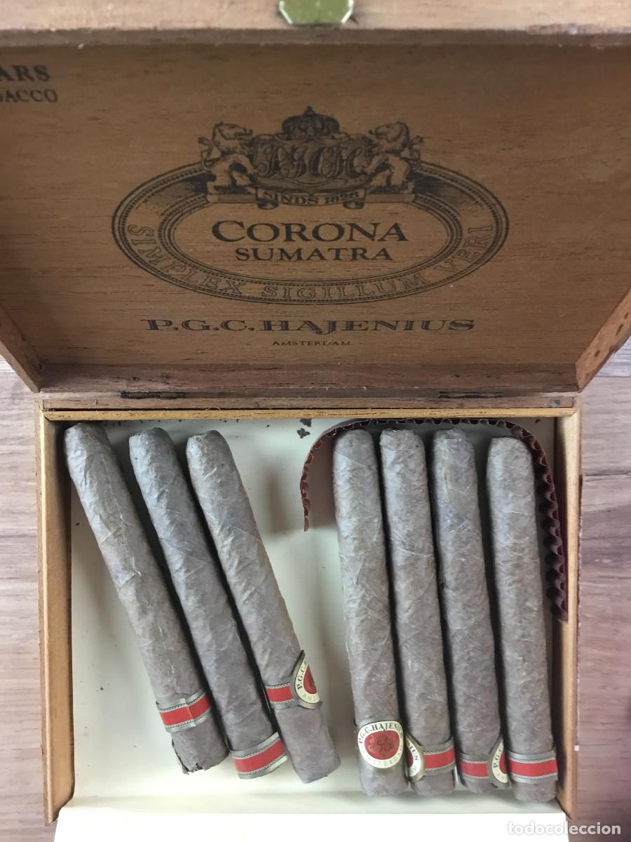 Cajas de Puros: PUROS Y CAJA DE PUROS CORONA SUMATRA AMSTERDAM - CONTIENE 7 PUROS DE 10