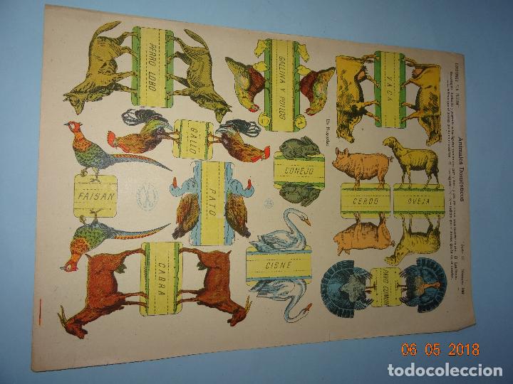 Coleccionismo Recortables: Antigua Lámina ANIMALES DOMÉSTICOS Serie 10 Nº 198 Recortable de Ediciones * LA TIJERA * Año 1930s - Foto 2 - 120155411