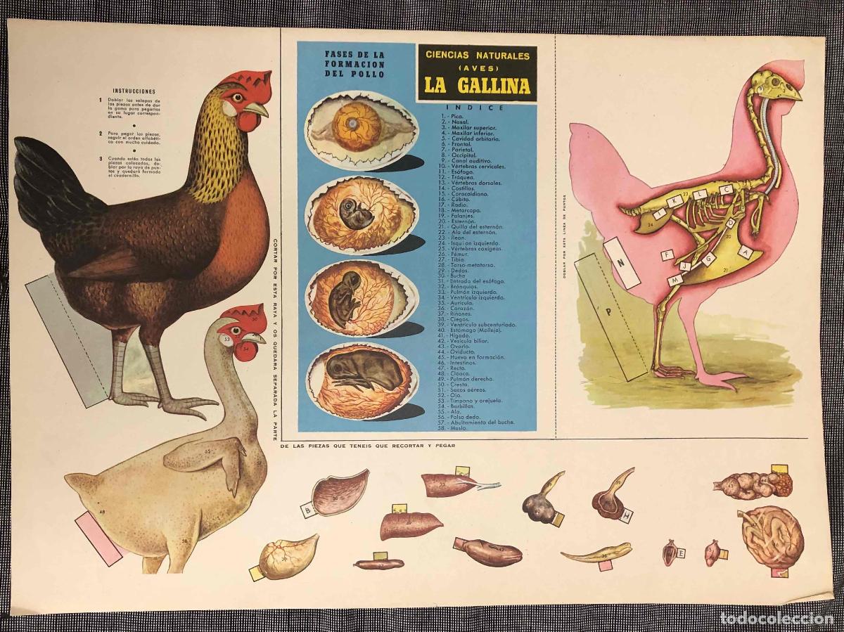Coleccionismo recortables: RECORTABLE CIENCIAS NATURALES (AVES) LA GALLINA. EDICIONES SM, MADRID. 1963