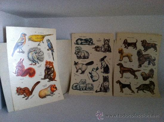 Coleccionismo recortables: CALCOMANIAS animales SOVIETICOS COLECCION - Foto 4
