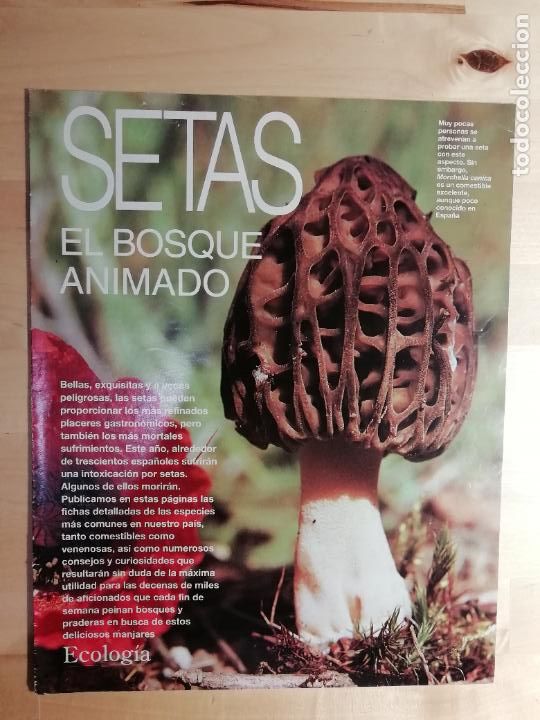 Collezionismo di Rivista Blanco y Negro: Reportaje Ecolog&iacute;a Setas El bosque animado Blanco y Negro