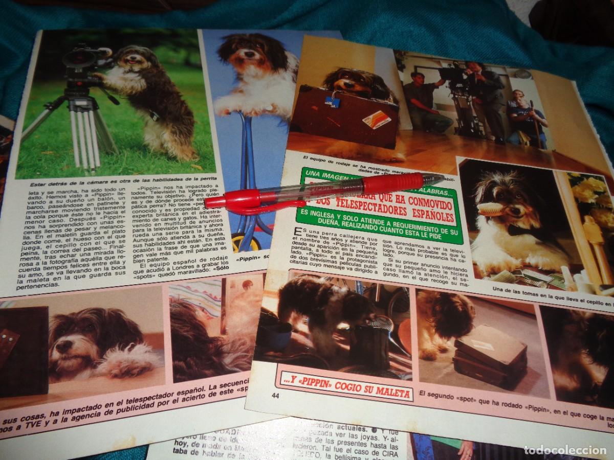 Collectionnisme de Magazine Diez Minutos: RECORTE : LA PERRITA PIPPIN, CONMUEVE A LOS ESPA&Ntilde;OLES. DIEZ MINUTOS, NOVBR 1988
