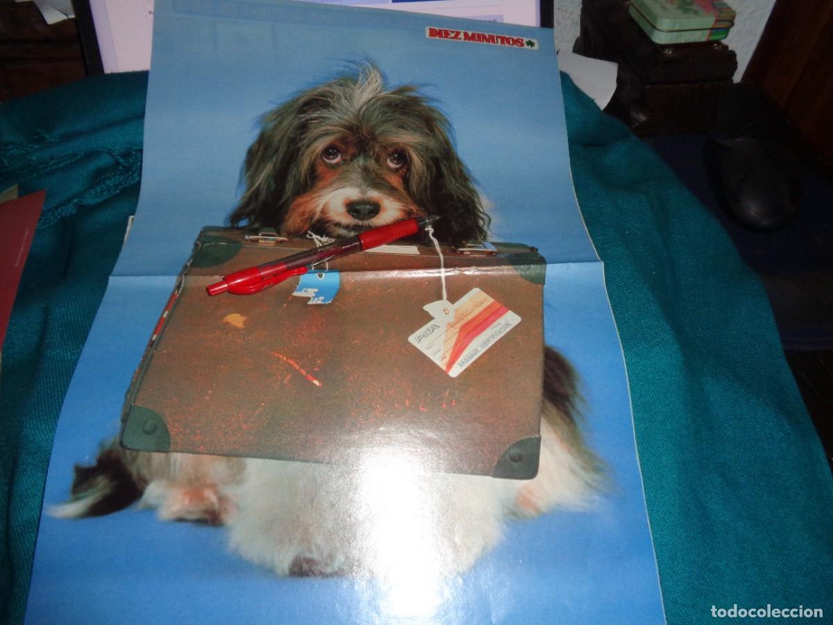 Coleccionismo de Revista Diez Minutos: RECORTE : POSTER DE LA PERRITA PIPPIN. DIEZ MINUTOS, DICBRE 1988
