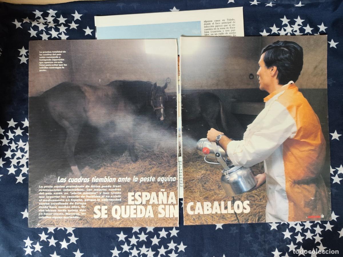 Coleccionismo de Revista Intervi&uacute;: Espa&ntilde;a se queda sin caballos Recorte/Clipping Revista Intervi&uacute; 593 a&ntilde;o 1987