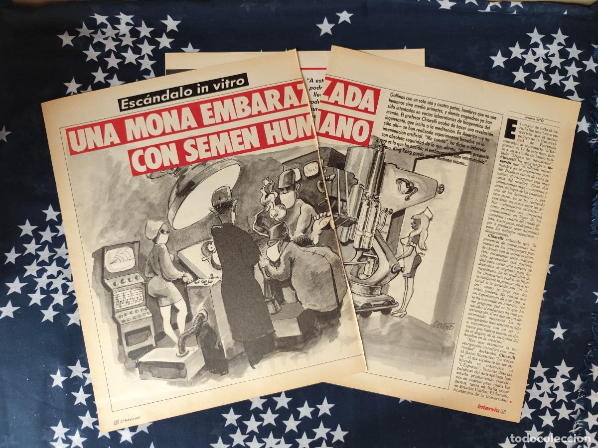Coleccionismo de revista Intervi&uacute;: Una mona embarazada con semen humano Recorte/Cliping Revista Interviu 576 - 1987