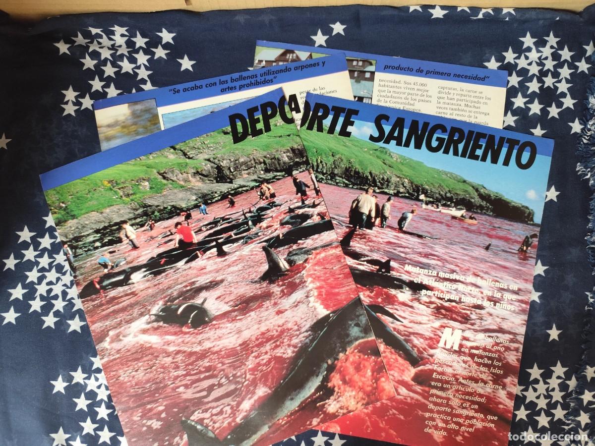 Coleccionismo de revista Intervi&uacute;: Deporte sangriento Recorte/Cliping Revista Interviu 551 - 1986