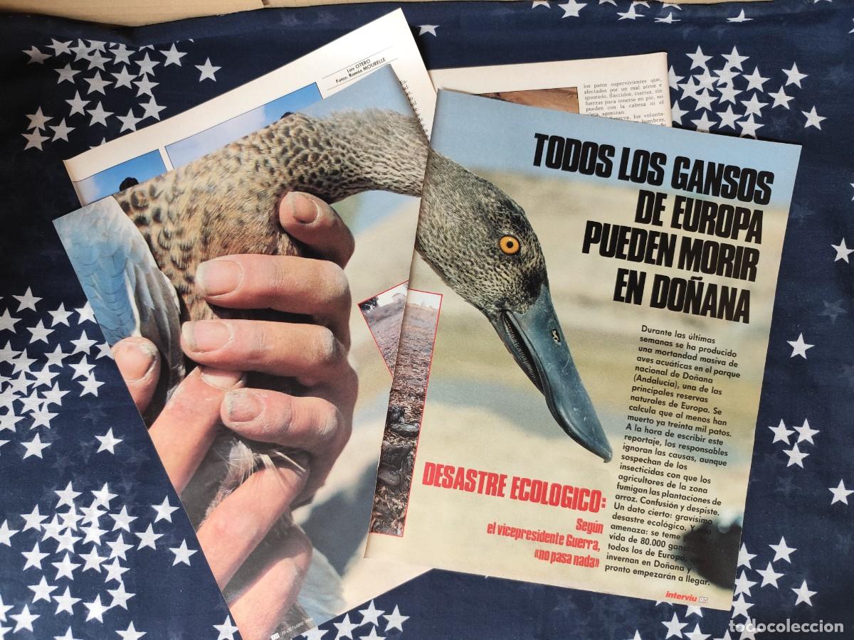 Coleccionismo de revista Intervi&uacute;: Todos los gansos de Europa pueden morir en Do&ntilde;ana Recorte/Cliping Revista Interviu 544-1986