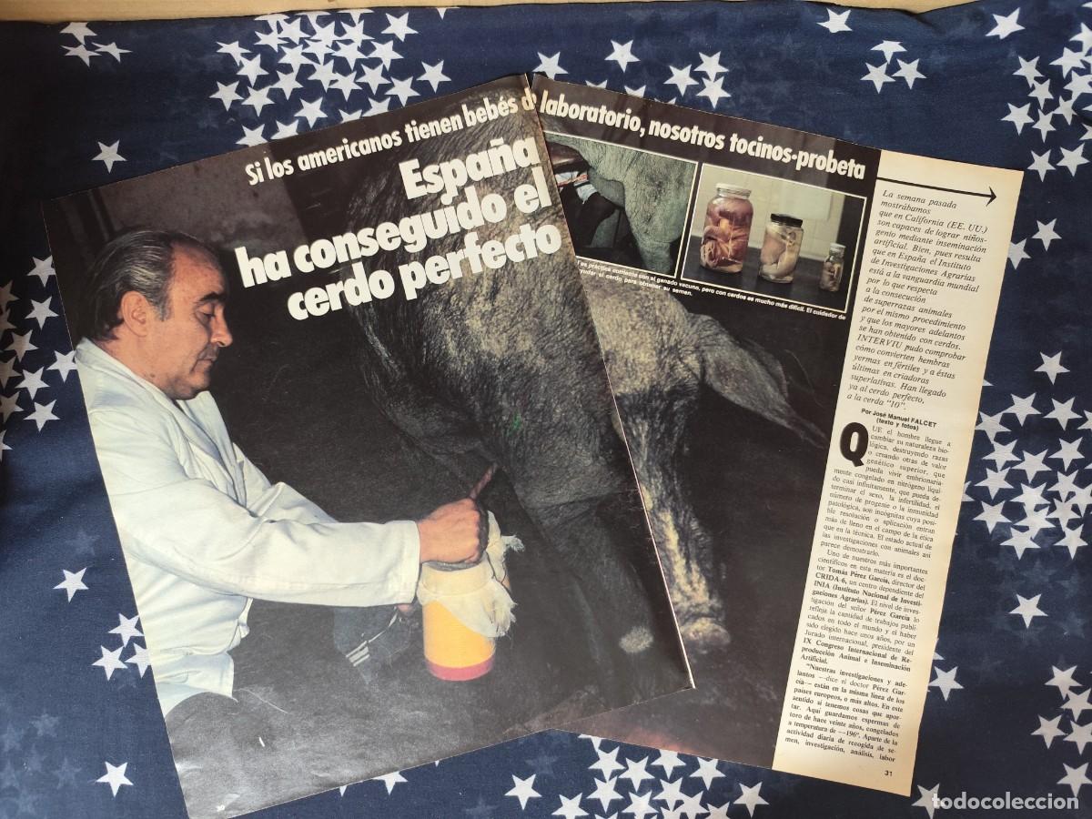 Coleccionismo de revista Intervi&uacute;: Espa&ntilde;a ha conseguido el cerdo perfecto Recorte / Clipping Revista Intervi&uacute; 329 - 1982