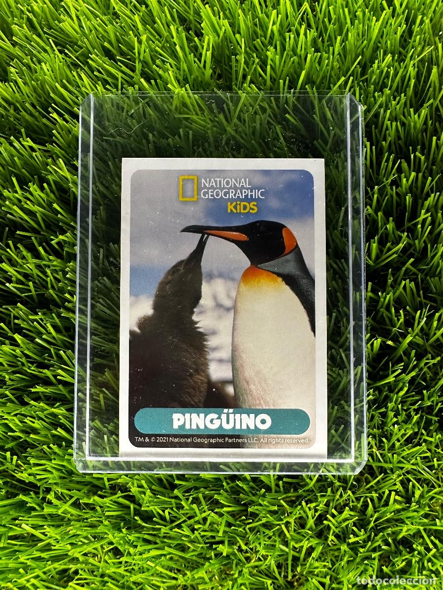 Sul ghiaccio con i pinguini più grandi del mondo - Blog